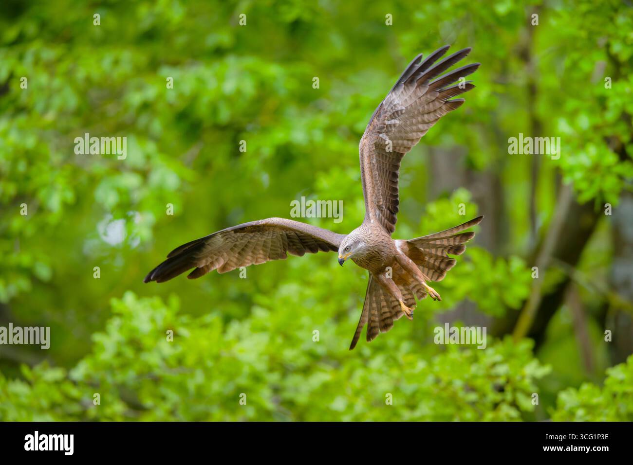 Schwarzer Drachen, Gelbschnabeldrachen (Milvus migrans), fliegt im Frühsommer in einem Wald, Deutschland, Bayern Stockfoto