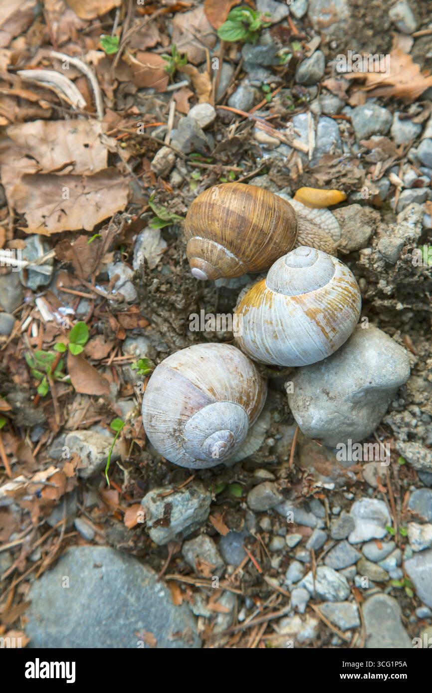 Römische Schnecke, Esccargot, Esccargot Schnecke, Speiseschnecke, Apfelschnecke, Weinbergschnecke, Weinbergschnecke, Weinbergschnecke, Burgunderschnecke (Helix pomatia), drei V Stockfoto
