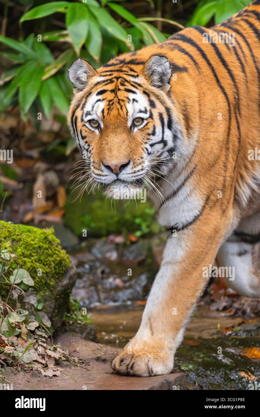 Sibirischer Tiger, Amurischer Tiger (Panthera tigris altaica), Spaziergang in einem Wald, Überqueren eines Baches Stockfoto