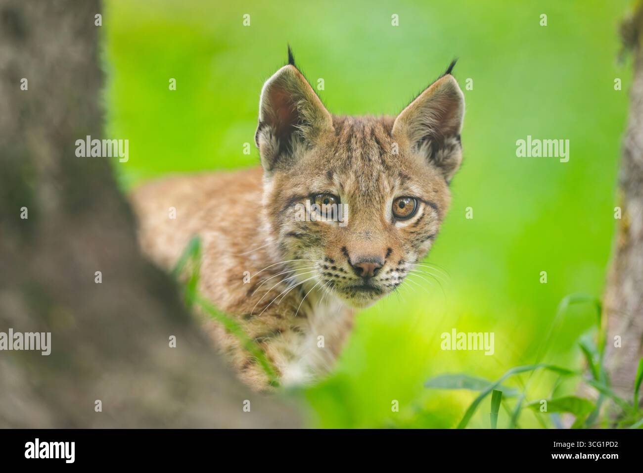nordlynx (Lynx Lynx Lux), Junges blickt hinter einem Baum hervor, Deutschland, Bayern, Nationalpark Bayerischer Wald Stockfoto