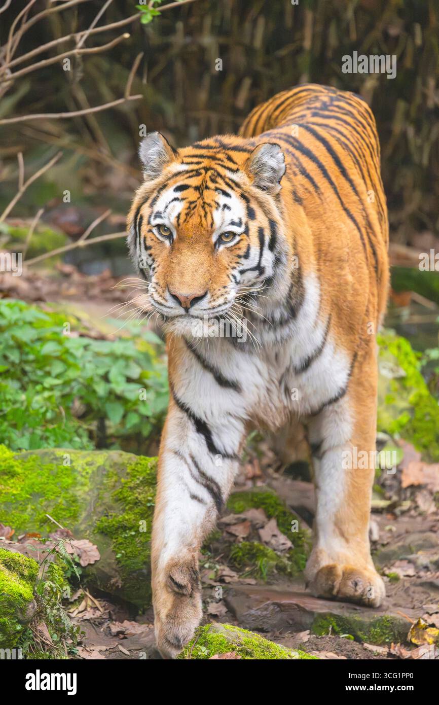 Sibirischer Tiger, Amurischer Tiger (Panthera tigris altaica), Spaziergang in einem Wald, Überqueren eines Baches Stockfoto