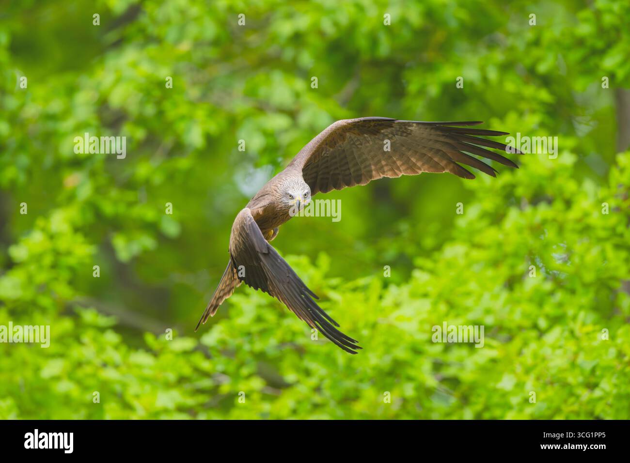 Schwarzer Drachen, Gelbschnabeldrachen (Milvus migrans), fliegt im Frühsommer in einem Wald, Deutschland, Bayern Stockfoto