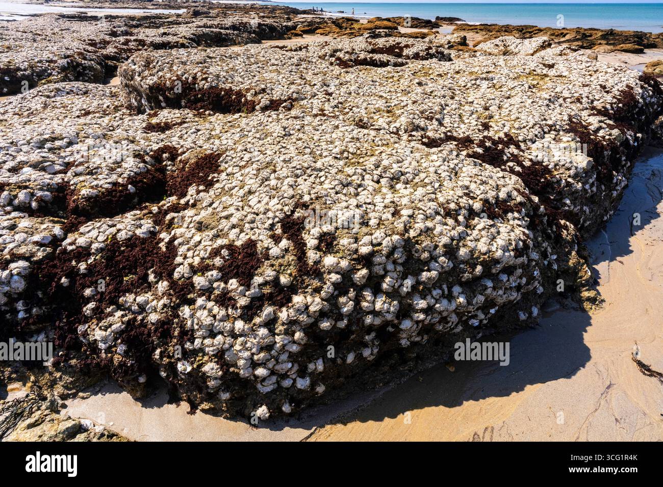 , Strand mit Austernfelsen, Frankreich, Bretagne Stockfoto