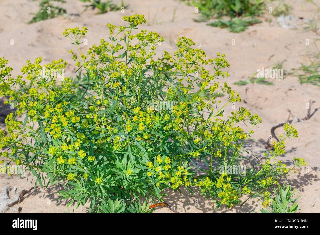 Blattspurge (Euphorbia esula), Gewohnheit, Blüte, Deutschland Stockfoto