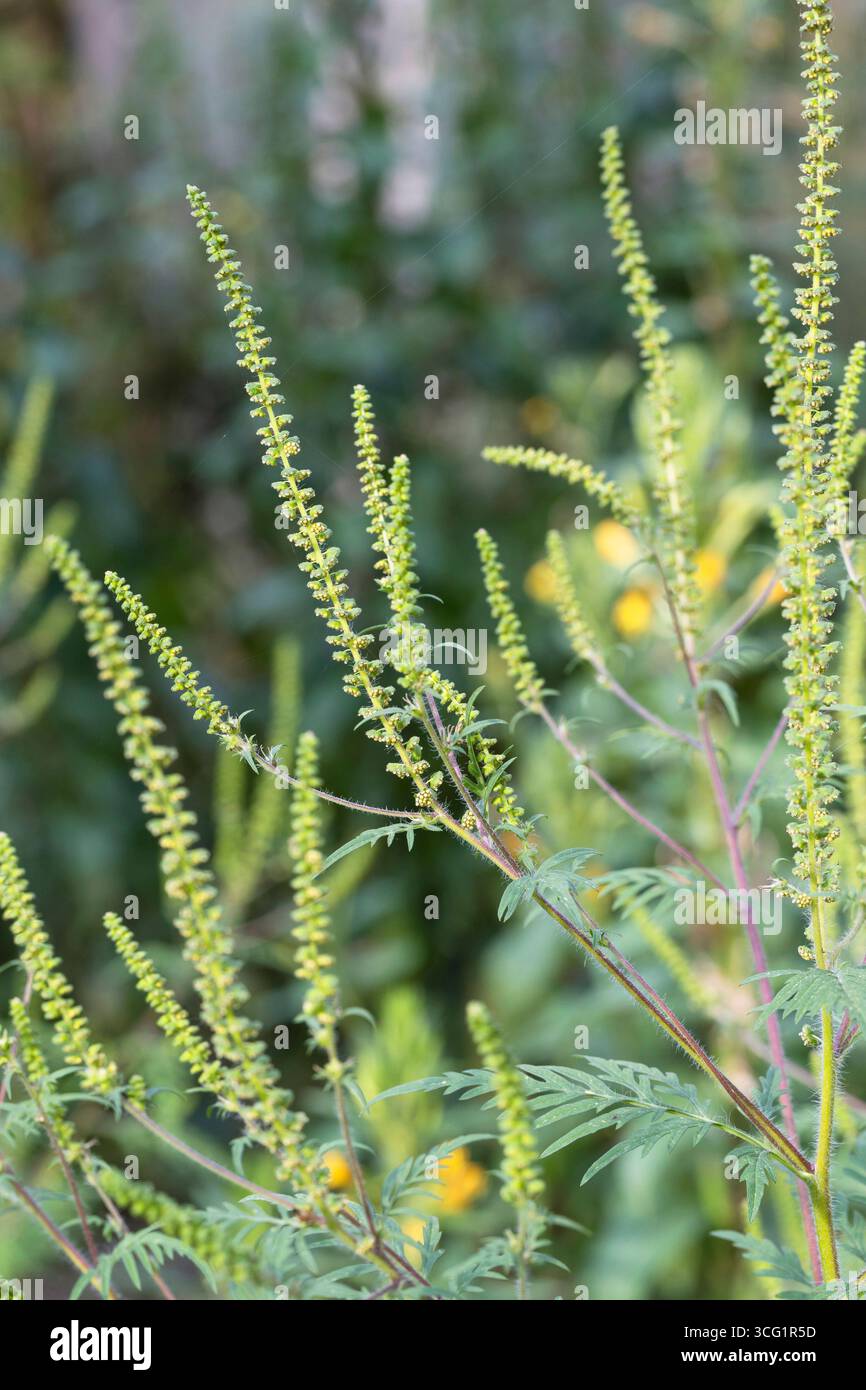 Jährliches Ragweed, gemeiner Ragweed, Bitterkraut, Schweinekraut, römischer Wermut (Ambrosia artemisiifolia), blühend, Deutschland Stockfoto
