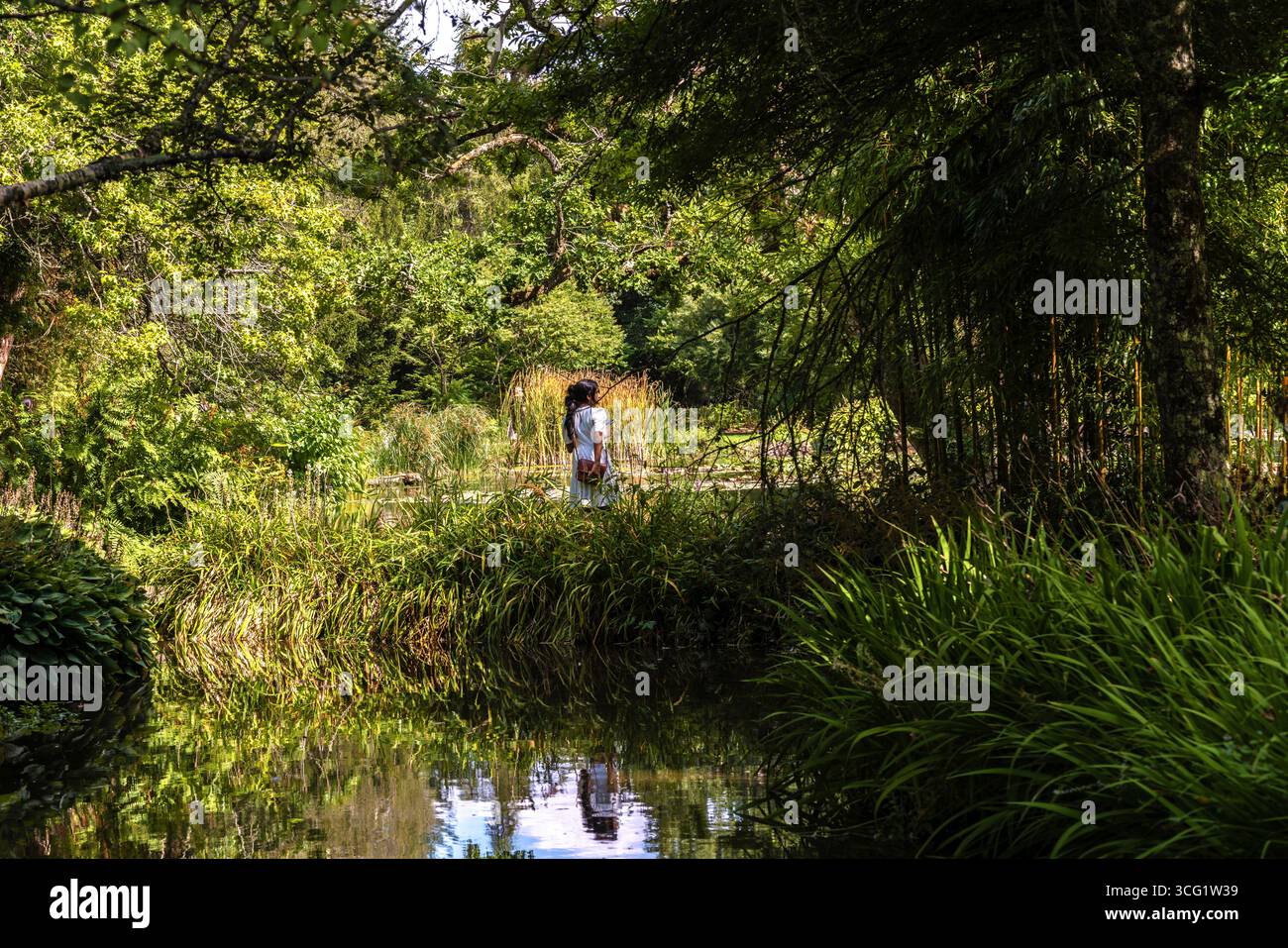 Üppige Vegetation und Natur in den Longford Park Water Gardens am Leckford Estate in Hampshire, England, Großbritannien Stockfoto