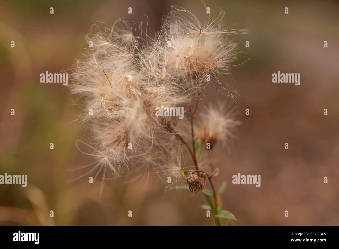 Makronaht des Distelkernkopfes (Cirsium arvense) mit seidenem Pappus, weichem braunem Bokeh, geringer Tiefenbereich, Außenwiese Hintergrund Stockfoto