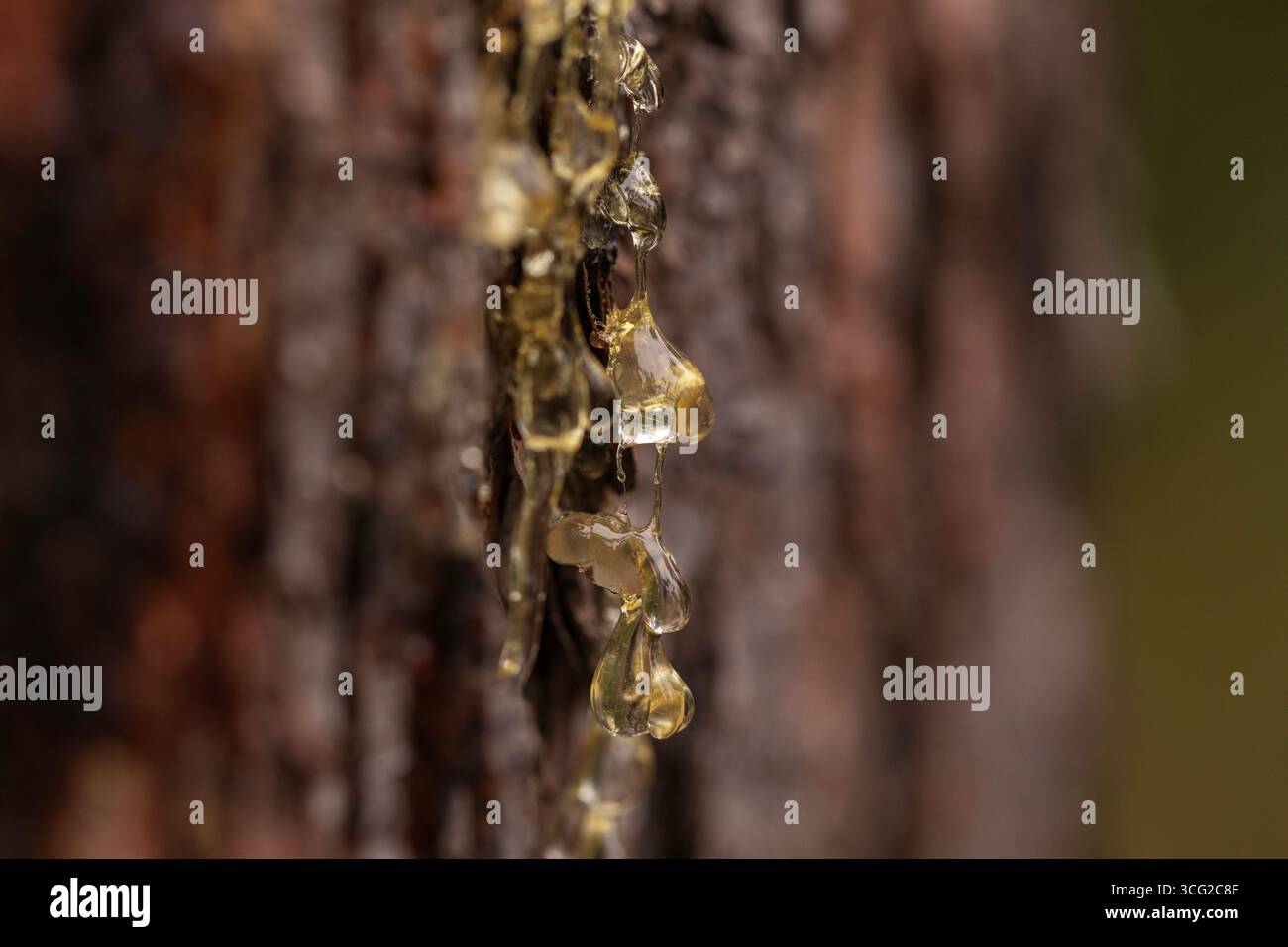 Makroaufnahme von Bernsteinharztröpfchen auf Rinde, klebrigem sap, geringer Tiefenbereich und weichem Bokeh, Makrofoto Wald Stockfoto
