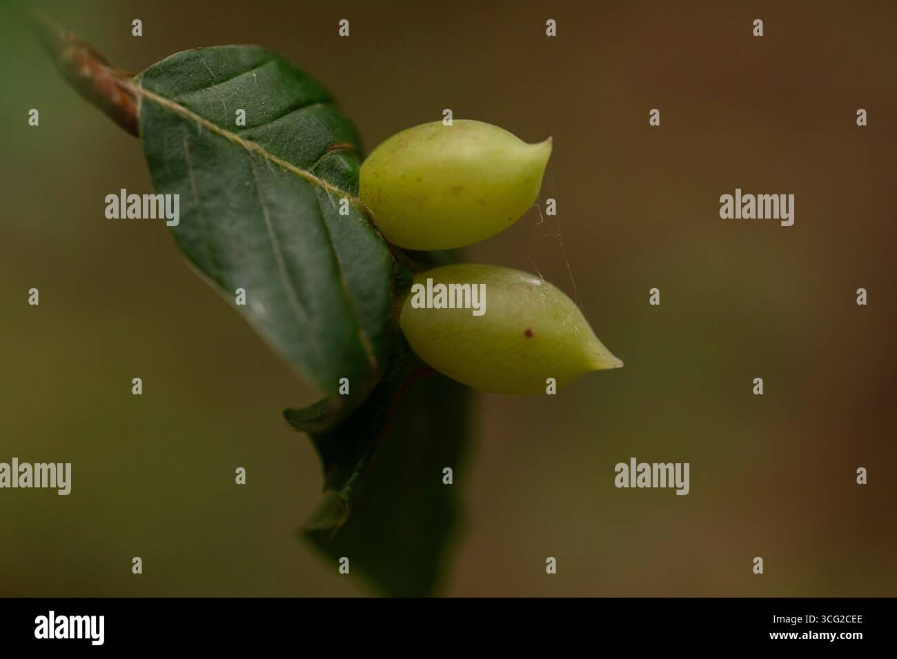 Spindelgallen auf europäischem Privatblatt, Makronaht von Dasineura ligustri auf Ligustrum vulgare mit weichem Bokeh und geringer Schärfentiefe Stockfoto