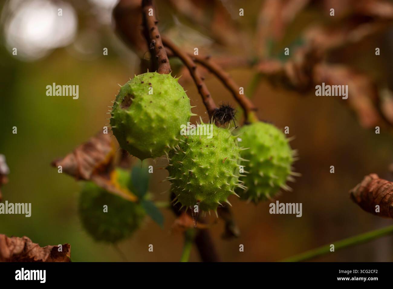 Makronaht von Rosskastanie (Aesculus hippocastanum) in grünen Stachelbohrern, hängender Haufen auf Ast, geringe Tiefenfeldtiefe Stockfoto