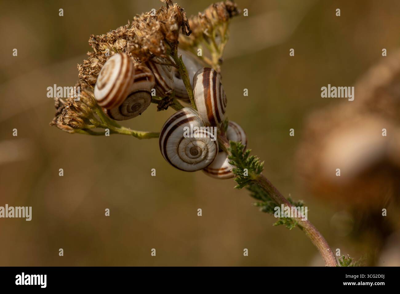 Makronaht von gestreiften weißen und braunen Schnecken (Theba pisana), die auf getrockneten Pflanzenstämmen auf einer Sommerwiese mit geringer Feldetiefe ruhen Stockfoto