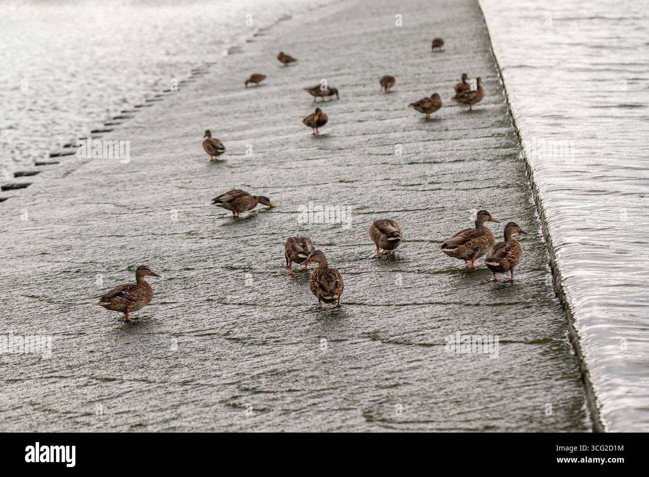 Stockenten (Anas platyrhynchos) auf einem Betonwasserwehr mit fließendem Wasser, bedecktem Licht im Spätsommer, Weitwinkel-Wildtiere mit Kopierraum Stockfoto