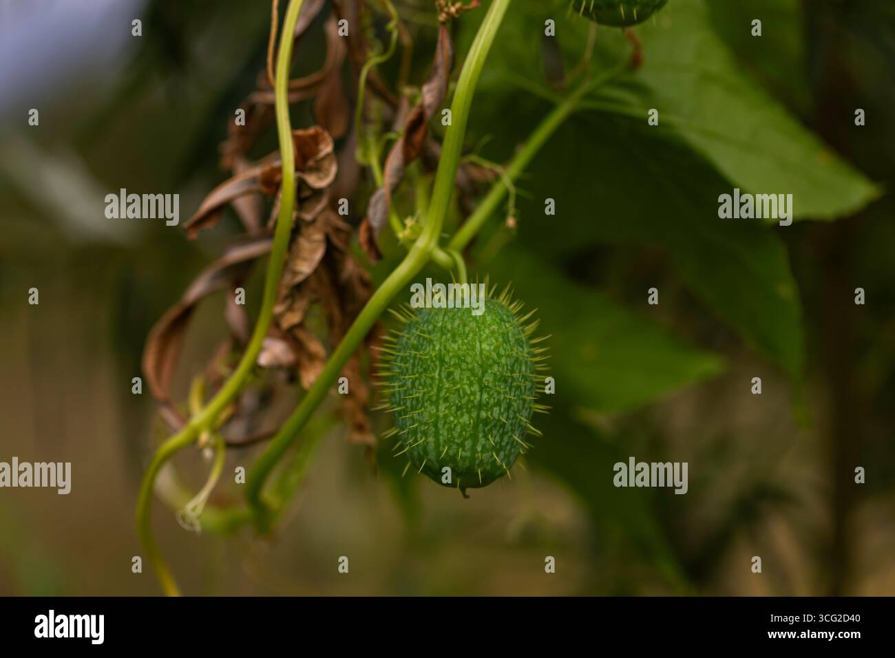Makronaht von grüner, stacheliger spritzender Gurkenfrucht (Ecballium elaterium), die im Sommer mit geringer Schärfentiefe an der Rebe hängt Stockfoto