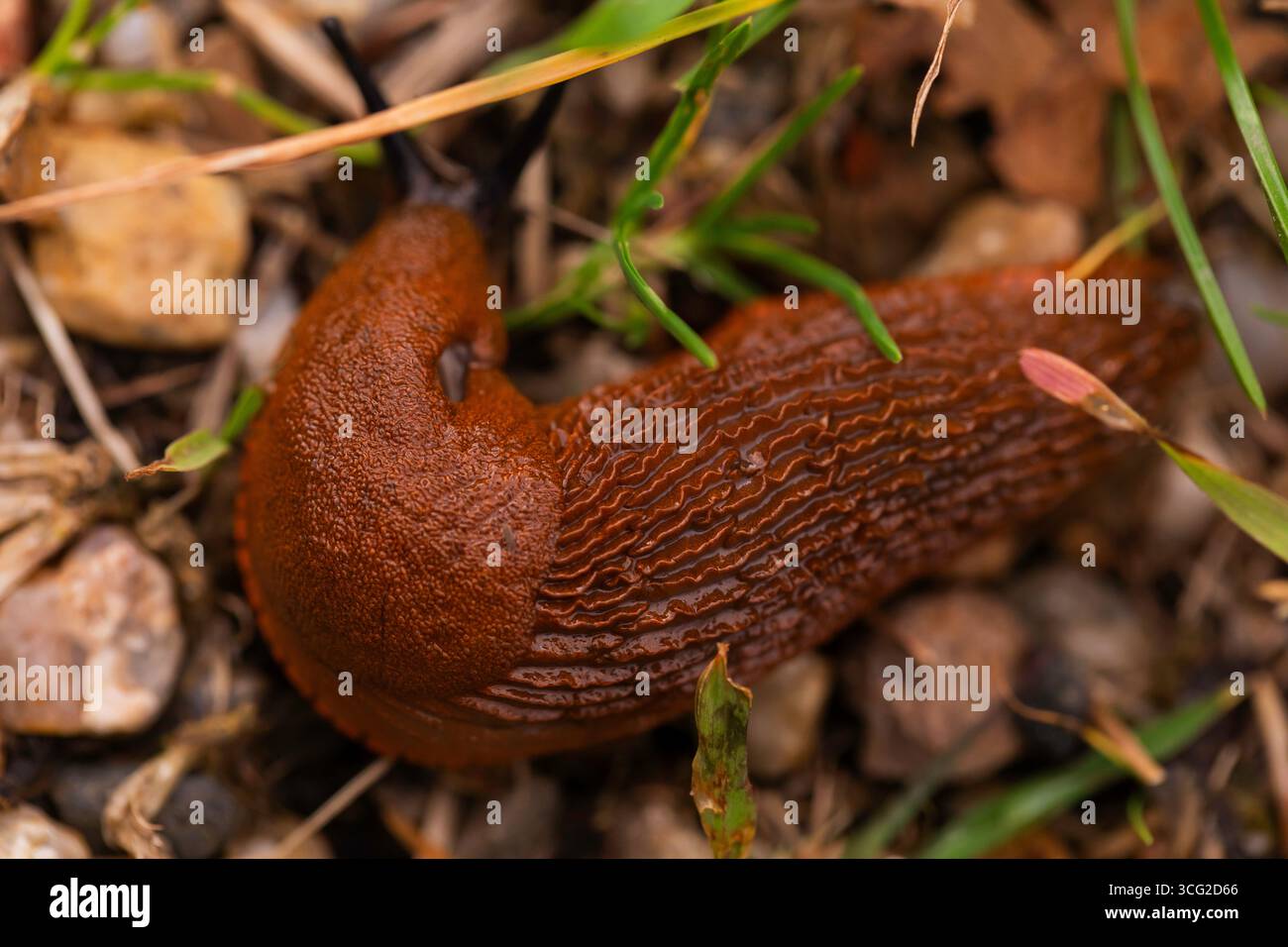 Makroaufnahme der spanischen Schnecke (Arion vulgaris), die auf Gras und Boden kriecht, mit braunem Rippenkörper, geringe Tiefe des Feldes, Sommeraufnahme im Freien Stockfoto