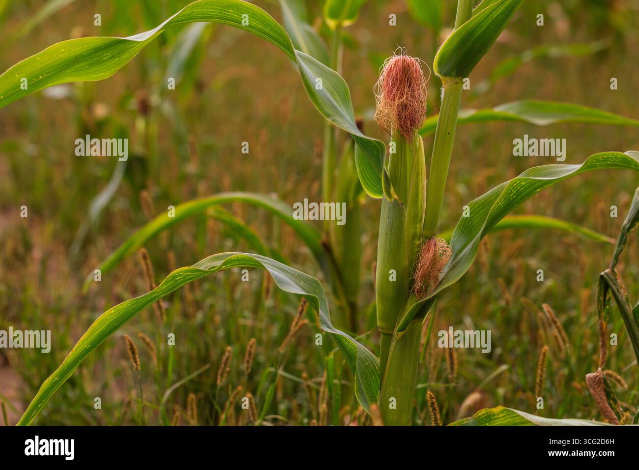 Maispflanze Nahaufnahme (Zea mays) mit grüner Schale und Seide am sich entwickelnden Ohr, Spätsommer-Makroaufnahme, geringe Tiefe des Feldes, natürlicher Hintergrund Stockfoto