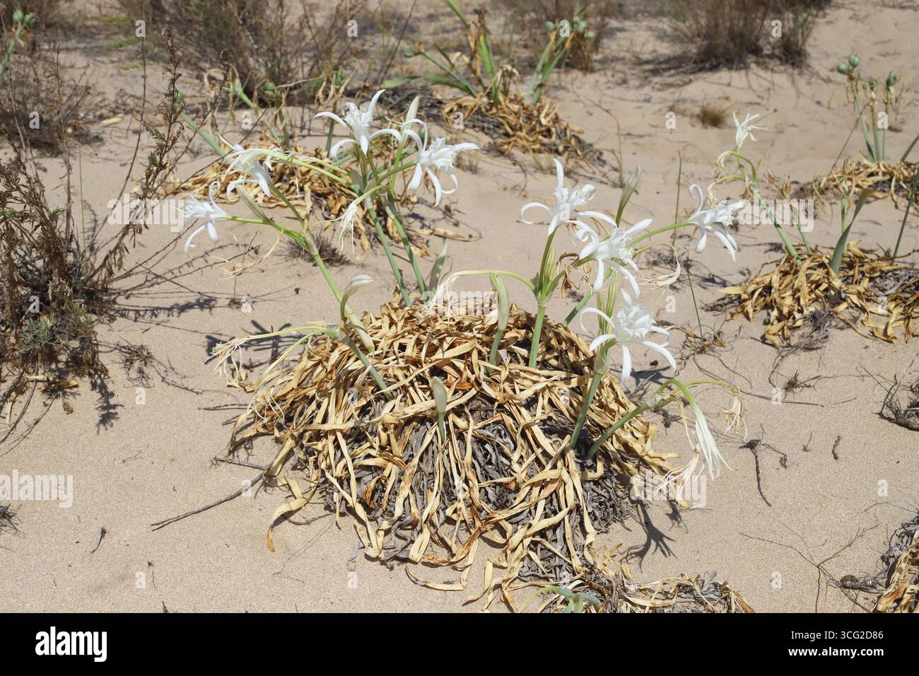 Pancratium maritimum, Sea Daffodil, Amaryllidoideae. Wilde Pflanzen, die im Sommer geschossen wurden. Stockfoto