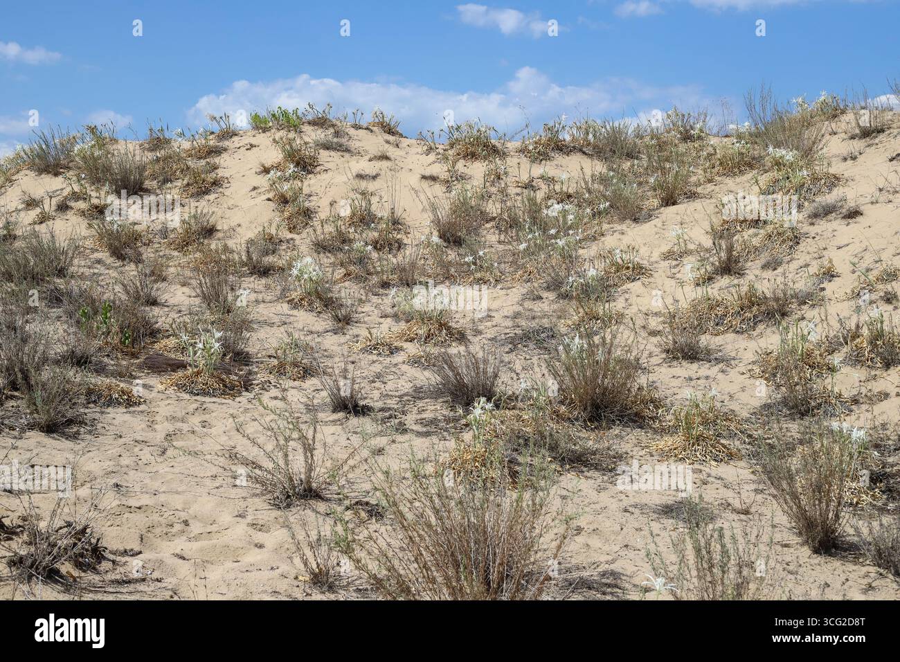 Pancratium maritimum, Sea Daffodil, Amaryllidoideae. Wilde Pflanzen, die im Sommer geschossen wurden. Stockfoto