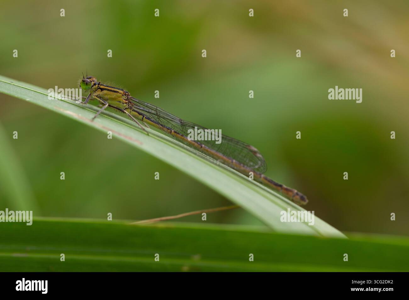 Grüne Damselfliege Ischnura elegans auf Grasblatt, Makronaht mit durchscheinenden Flügeln, grünen Augen und Brustmarkierungen; geringe Schärfentiefe Stockfoto