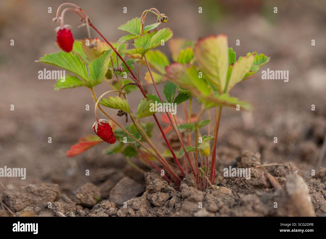 Makronaht von wilder Erdbeere (Fragaria vesca) mit reifer roter Beere im Gartenboden, Sommertageslicht, geringe Tiefe des Feldes, natürlicher Hintergrund. Stockfoto