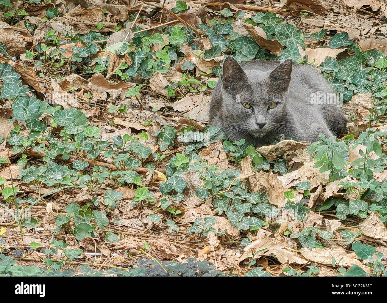 Verdächtige streunende Katze, die sich im Park ausruht. Stockfoto