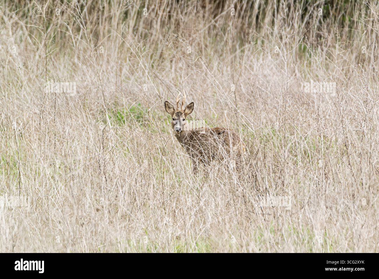 Ein junger Hirsch beobachtet seine Umgebung auf einem Feld mit hohem, trockenem Gras unter klarem Himmel. Stockfoto