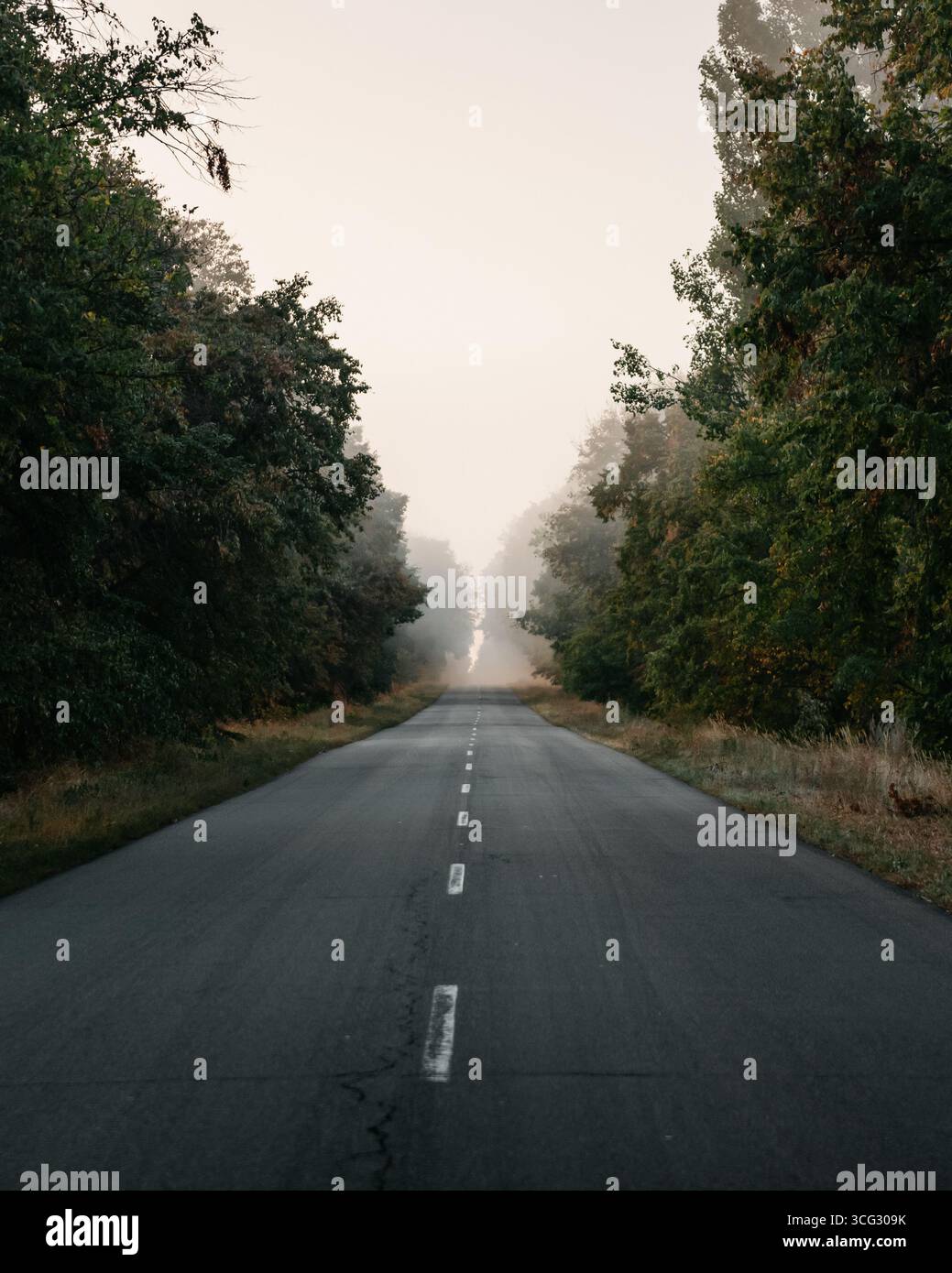 Leere Straße im Morgennebel. Schwindender perspektivischer Blick auf eine ländliche Straße im nebeligen Wald am Morgen. Stockfoto