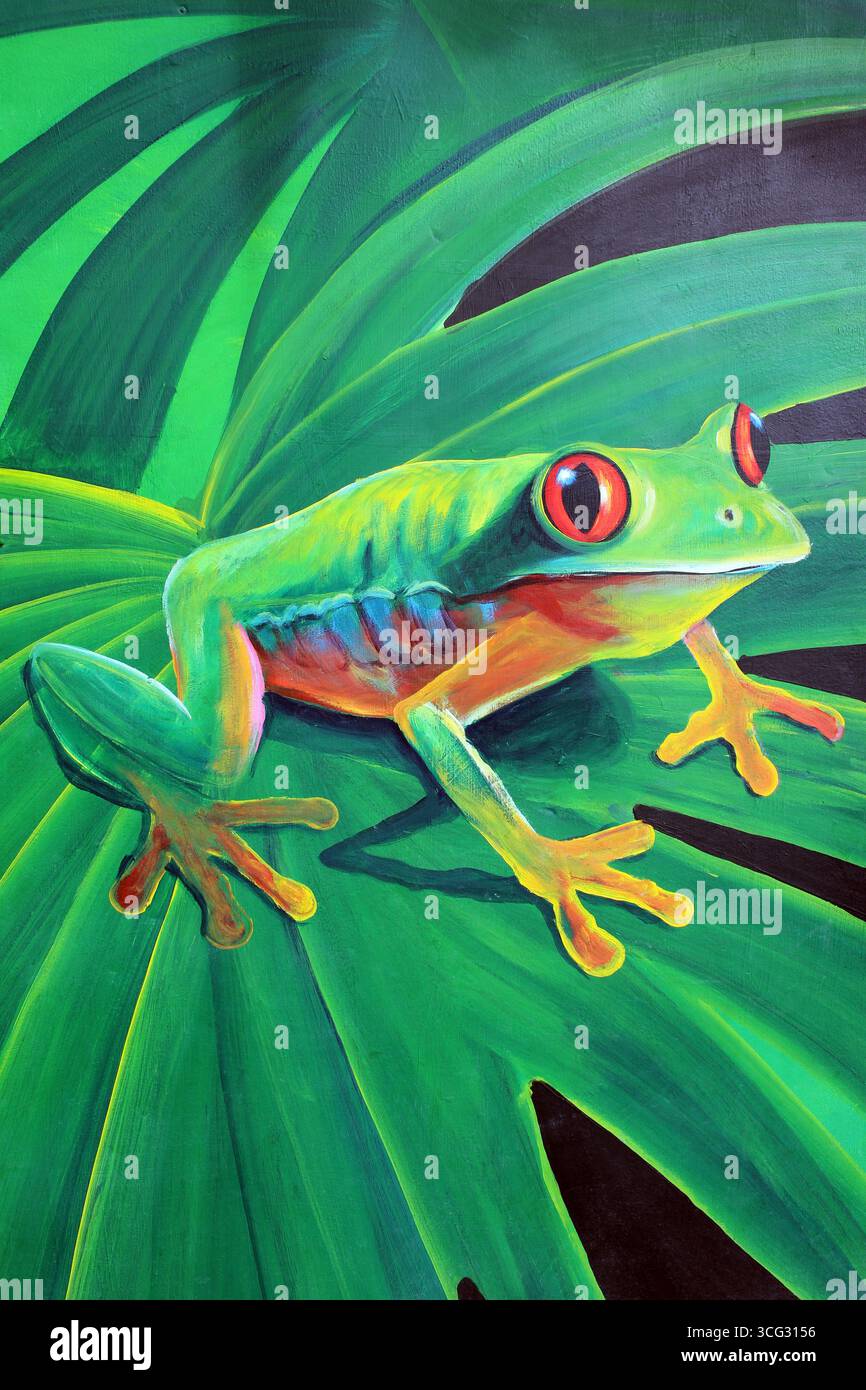 Rotäugiger Baum Frosch Gemälde Belize Stockfoto
