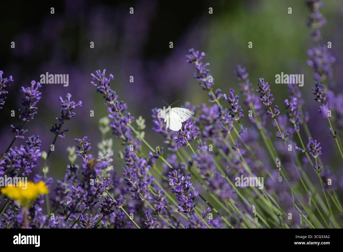 Blühender Lavendel auf einem Feld in der Provence, mit fliegenden Schmetterlingen, friedlicher, heller und entspannender Natur. Stockfoto
