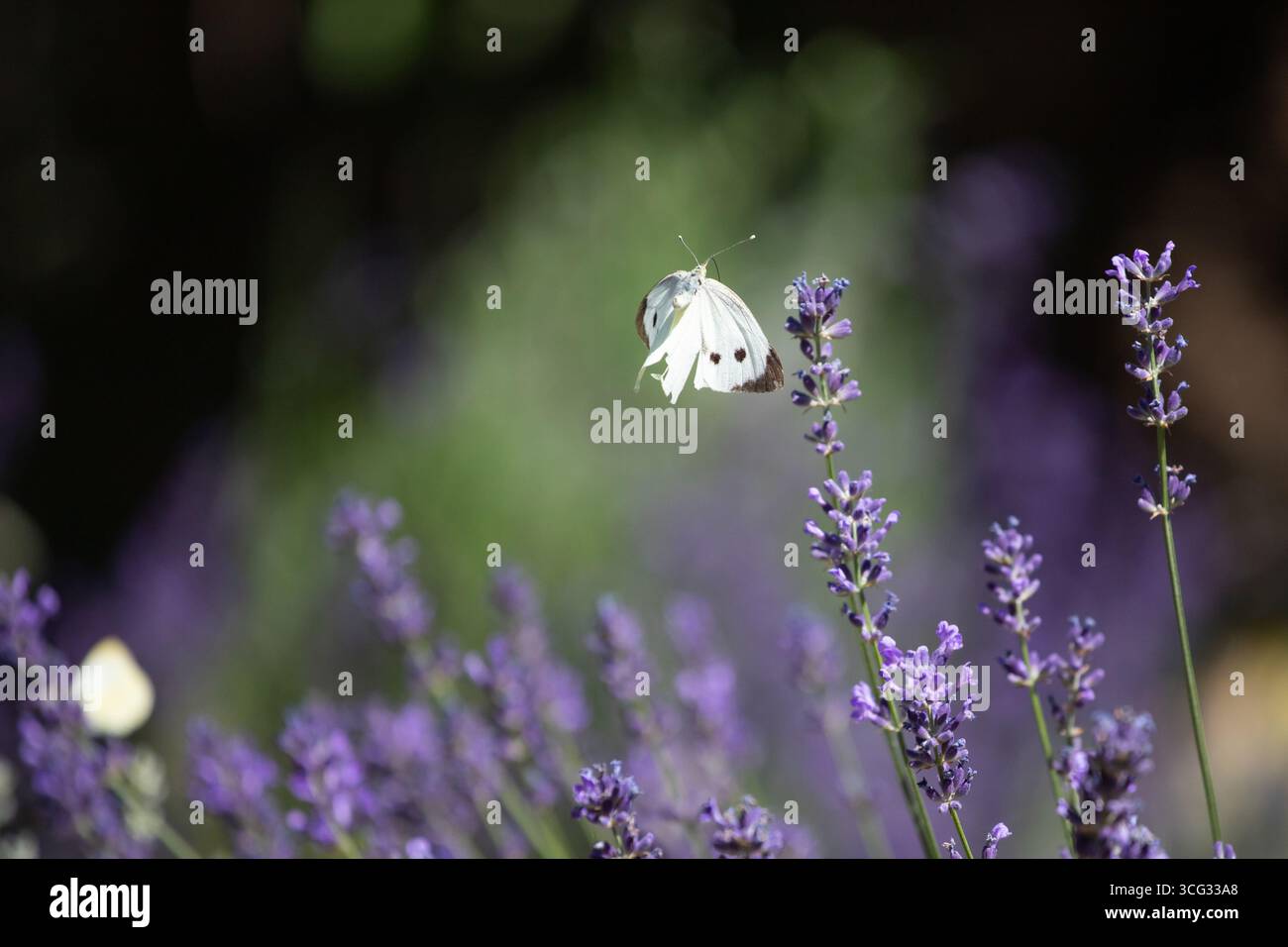 Blühender Lavendel auf einem Feld in der Provence, mit fliegenden Schmetterlingen, friedlicher, heller und entspannender Natur. Stockfoto