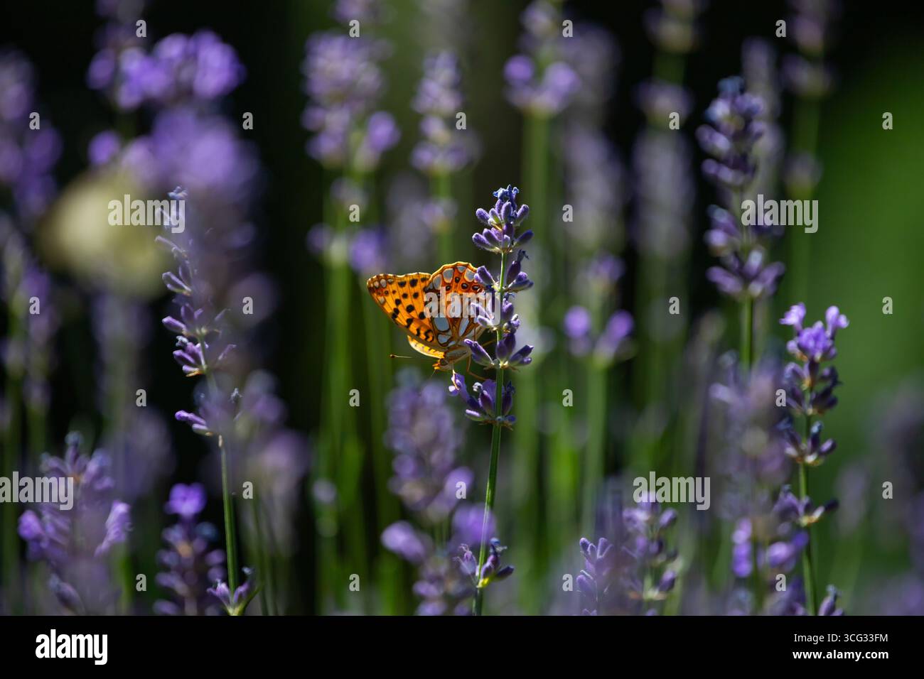 Blühender Lavendel auf einem Feld in der Provence, mit fliegenden Schmetterlingen, friedlicher, heller und entspannender Natur. Stockfoto