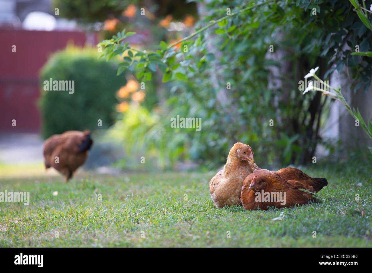 Freilandvögel, Hühner in grünem Gartengras. Stockfoto