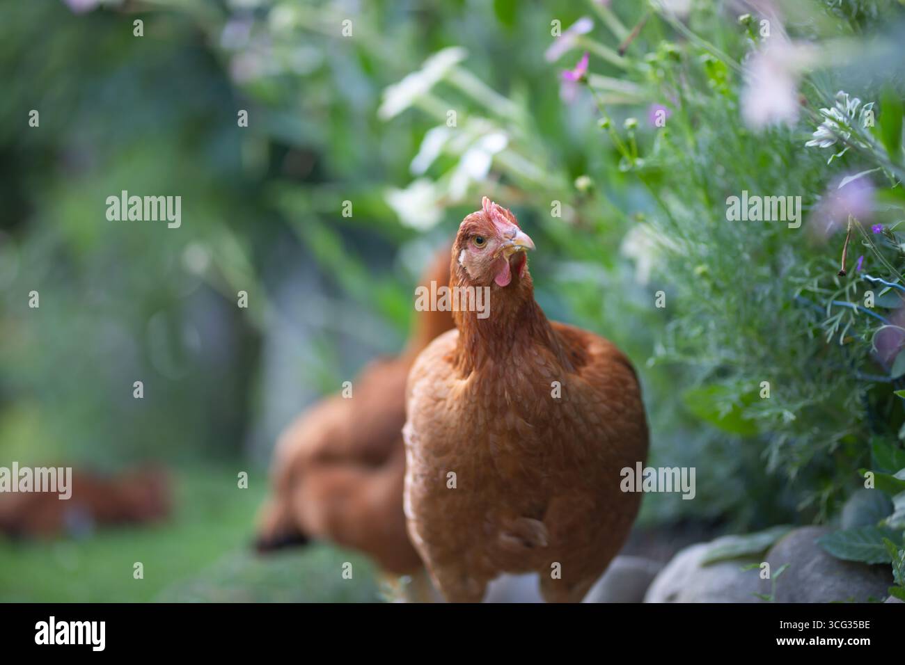 Freilandvögel, Hühner in grünem Gartengras. Stockfoto