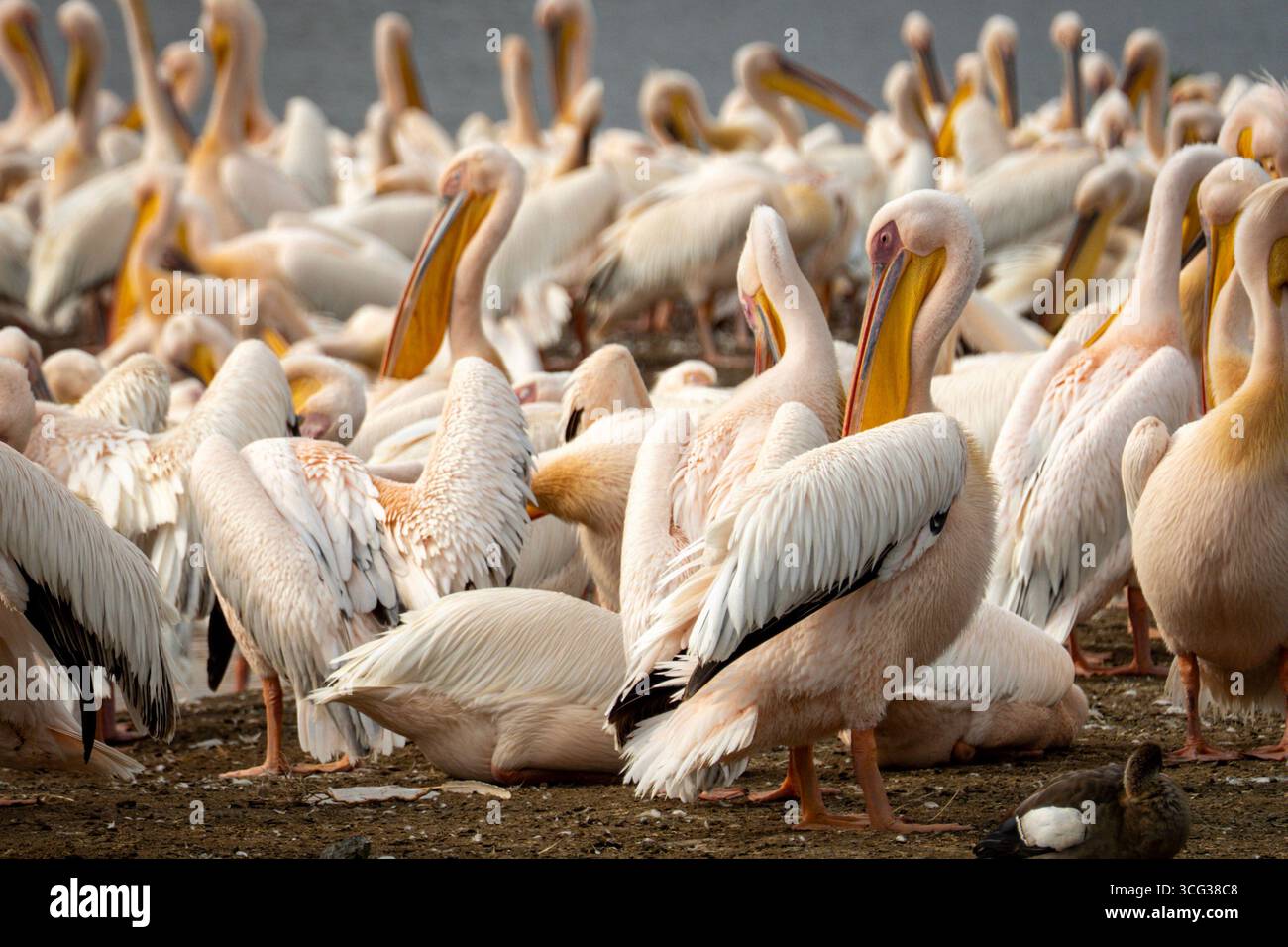 Eine große Schar großer weißer Pelikane, die sich am Ufer versammelten und sich ausruhen, am Naivasha-See in Kenia. Stockfoto