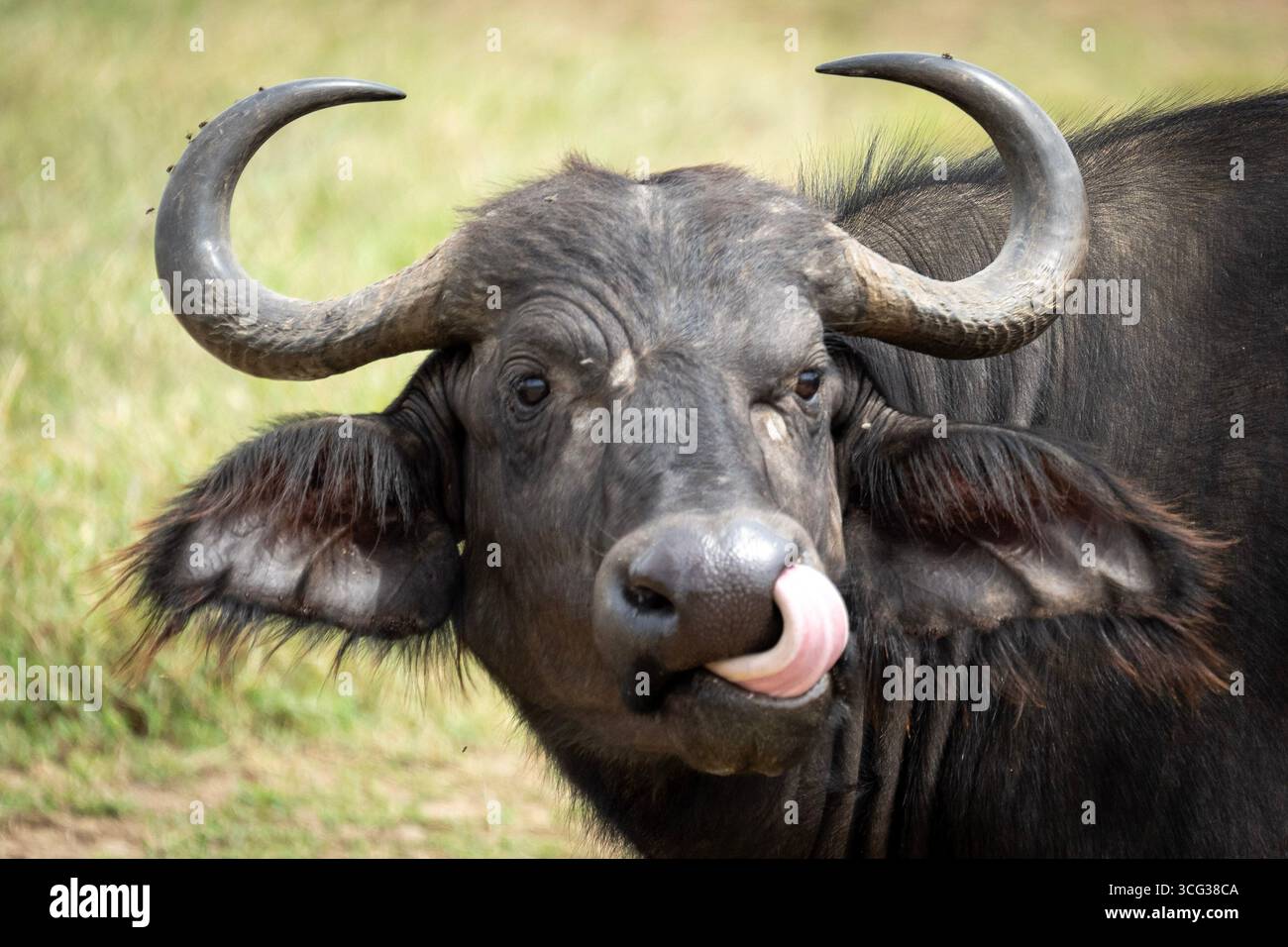 Nahaufnahme eines afrikanischen Büffels, der seine Nase leckt, Masai Mara, Kenia. Stockfoto