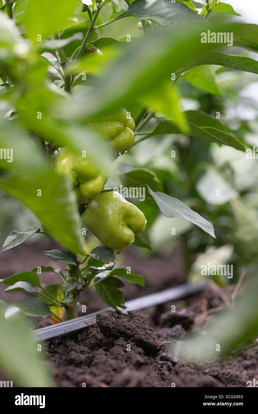 Paprika, Paprika wächst im Garten. Konzept des ökologischen Landbaus. Stockfoto