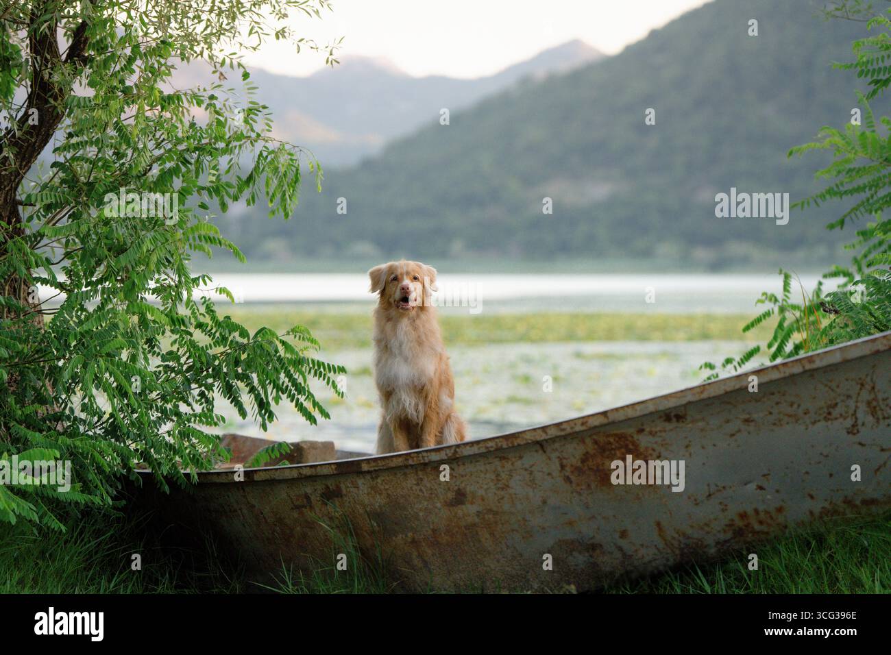 Majestätischer roter Retriever, der bei Sonnenaufgang auf dem Wasser zwischen Bäumen im Boot sitzt Stockfoto