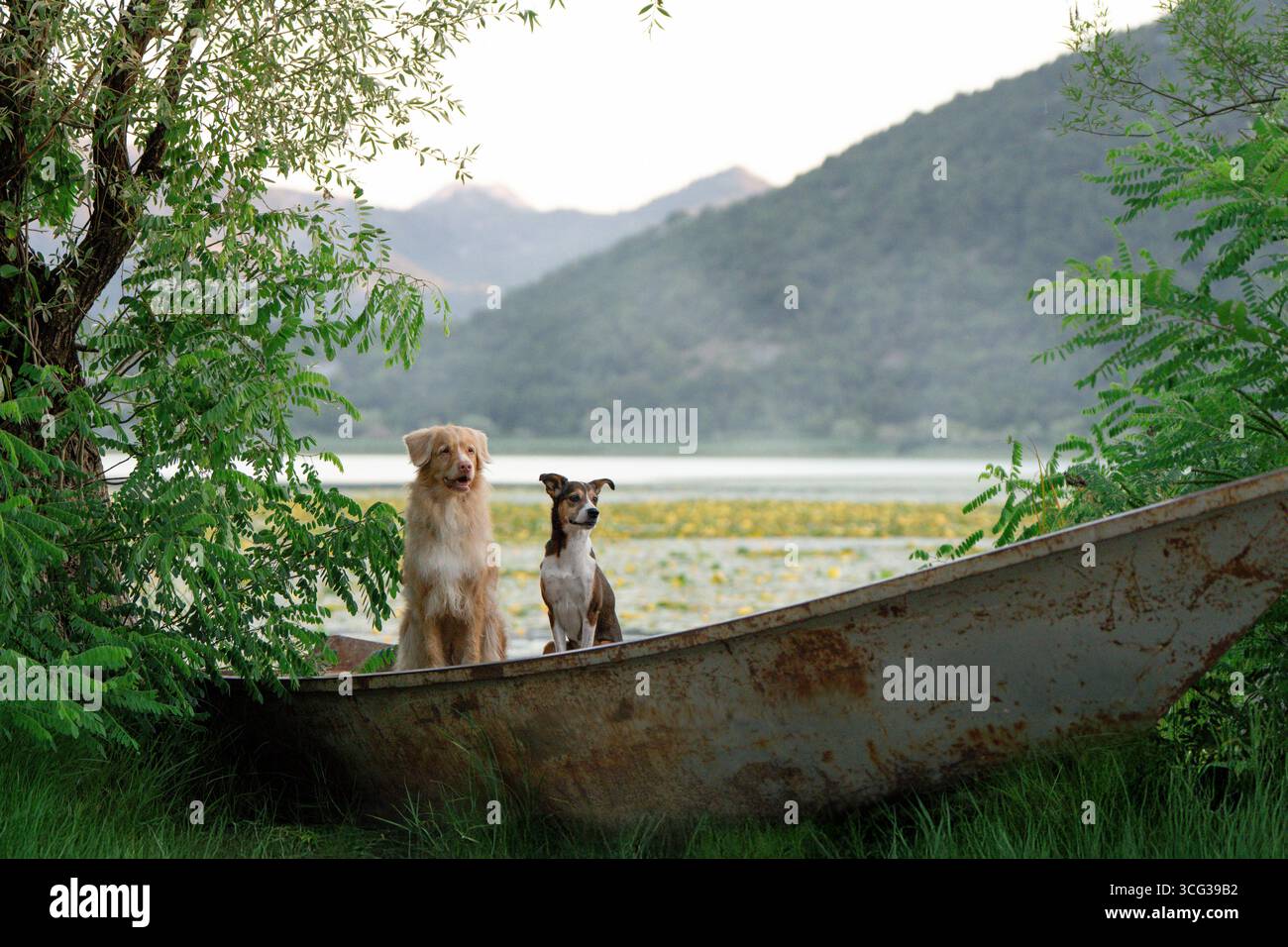 Freundschaftskonzept – toller und kleiner dreifarbiger Hund sitzen bei Sonnenaufgang auf dem See im Boot Stockfoto