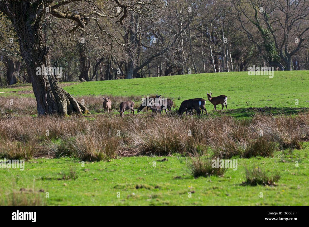 Sika Hirsch Cervus nippon Hirsche Fütterung in einem Feld, Arne RSPB Reserve, Isle of Purbeck, Dorset, England, Großbritannien, April 2018 Stockfoto