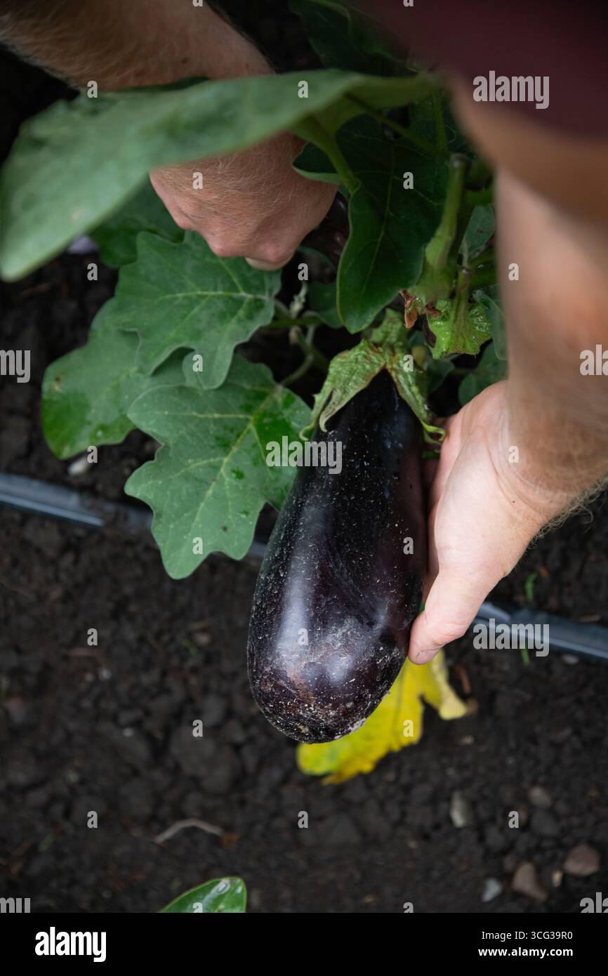 Ein Landwirt erntet im Garten violettes Auberginen-Gemüse. Konzept der ökologischen Ernte und des Gartenbaus. Stockfoto