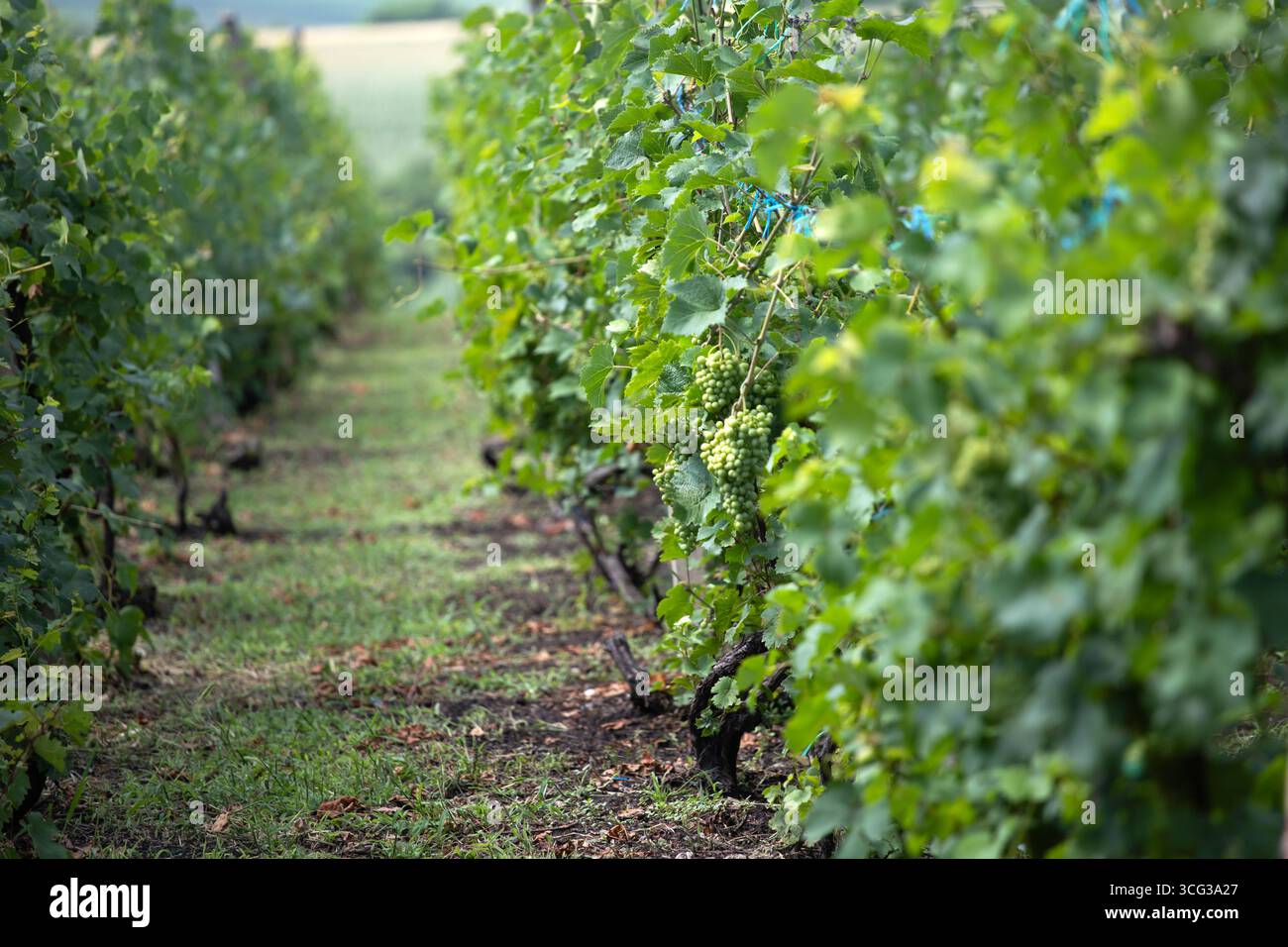 Eine Reihe von Weinreben, die im Sonnenlicht getaucht sind, mit grünen Blättern und unreifen Trauben Stockfoto