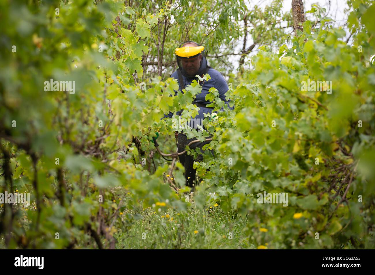 Mähen des Grases mit einem Rasenmäher im Weinberg. Stockfoto