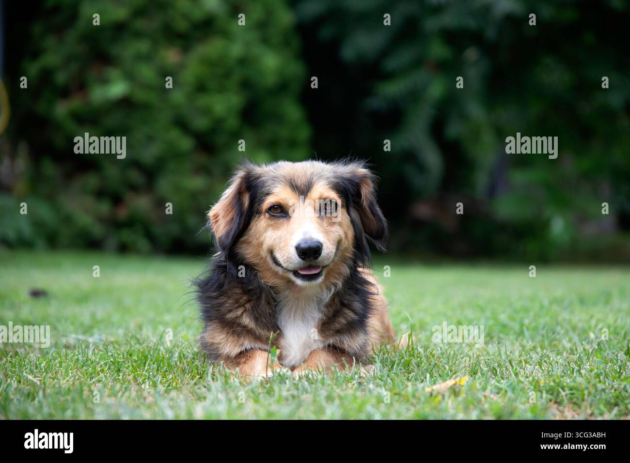 Entzückendes Mischlingerhund im Frühlingsgras. Stockfoto