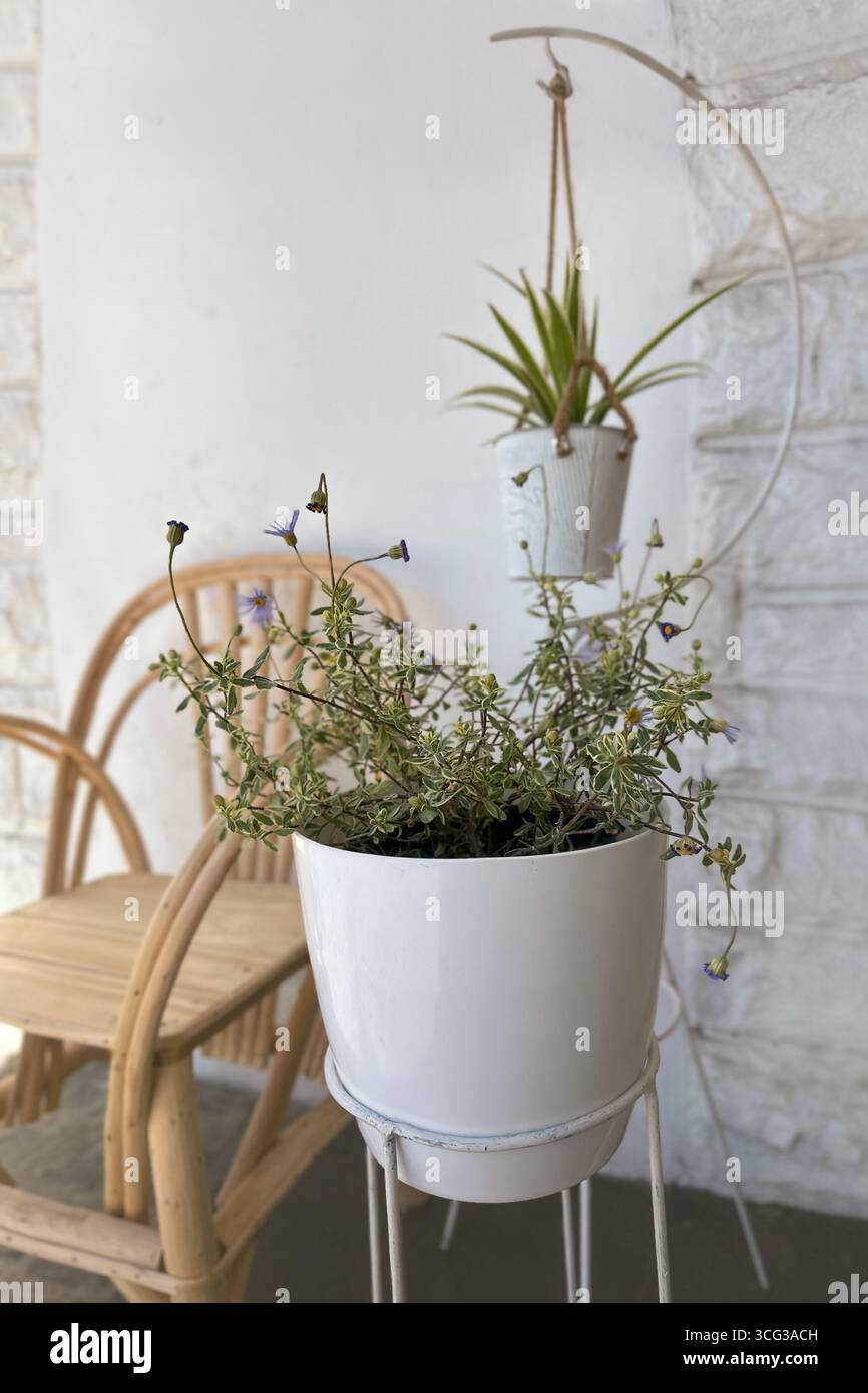 Gemütliche, minimalistische Boho-Terrasse mit Topfpflanzen und Bugholzsessel an einer Steinmauer. Konzepte der Heimgärtnerei, Entspannung und Umweltfreundlichkeit l Stockfoto