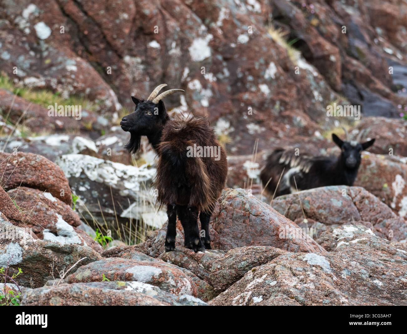 Wilde Ziege Capra hircus zwischen Felsen an der Meeresküste, Kingairloch, Argyll und Bute, Schottland, UK Stockfoto