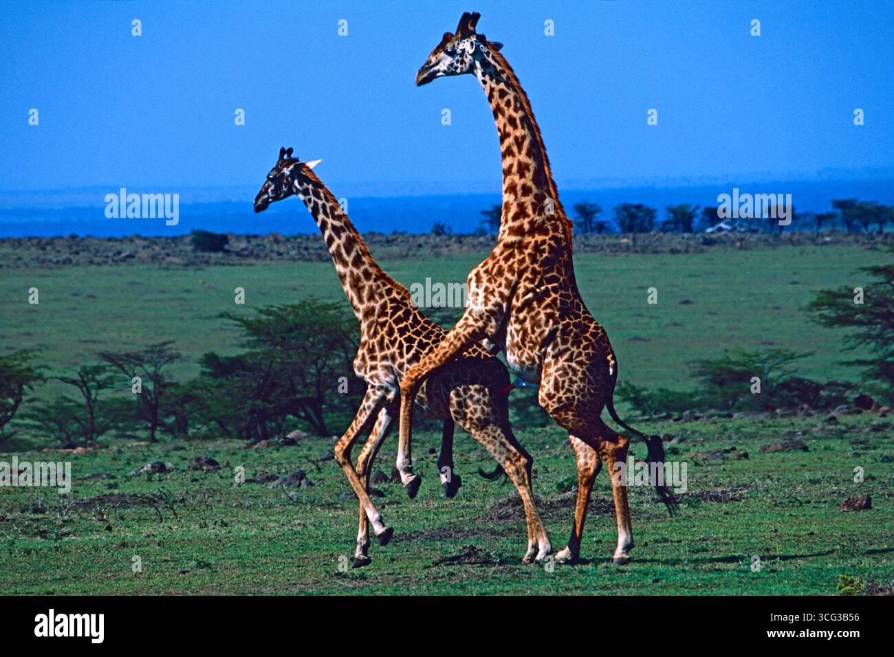 Masai Giraffe Giraffa Tippelskirchi Paarung, Masai Mara National Reserve, Kenia Stockfoto