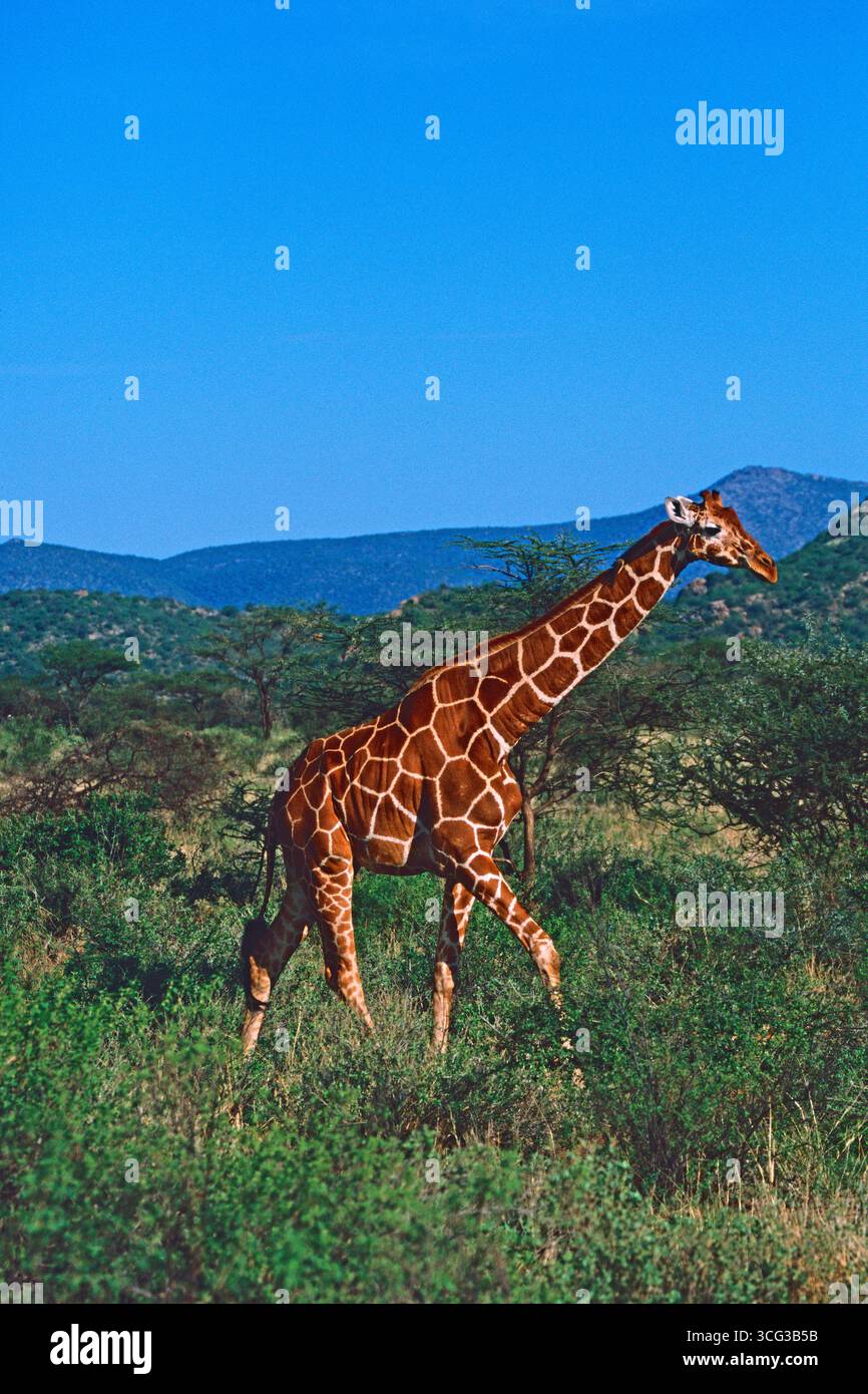 Netzgiraffe Giraffa camelopardalis reticulata in der Macchia, Samburu National Park, Kenia Stockfoto