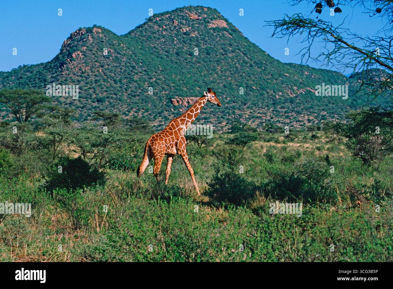 Netzgiraffe Giraffa camelopardalis reticulata in der Macchia, Samburu National Park, Kenia Stockfoto