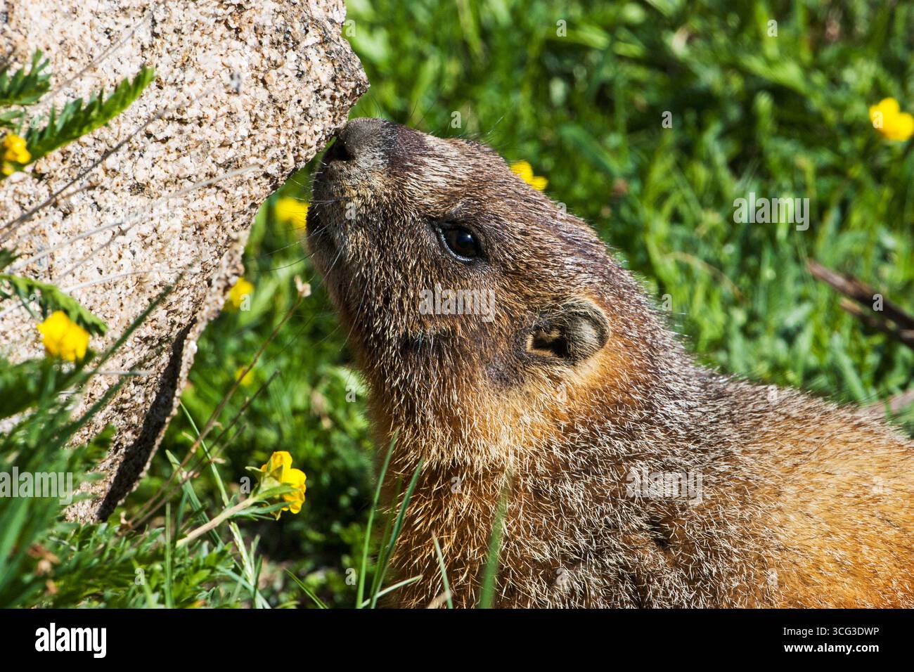 Der Duftfelsen Marmota flaviventris im Hochland des Forest Canyon überblickt den Rocky Mountain National Park Colorado, USA, Juni 2015 Stockfoto