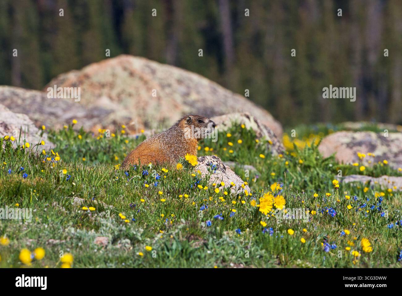 Gelbbauchamotte Marmota flaviventris an Felsen im Hochland Forest Canyon überblicken den Rocky Mountain National Park Colorado USA Juni 2015 Stockfoto