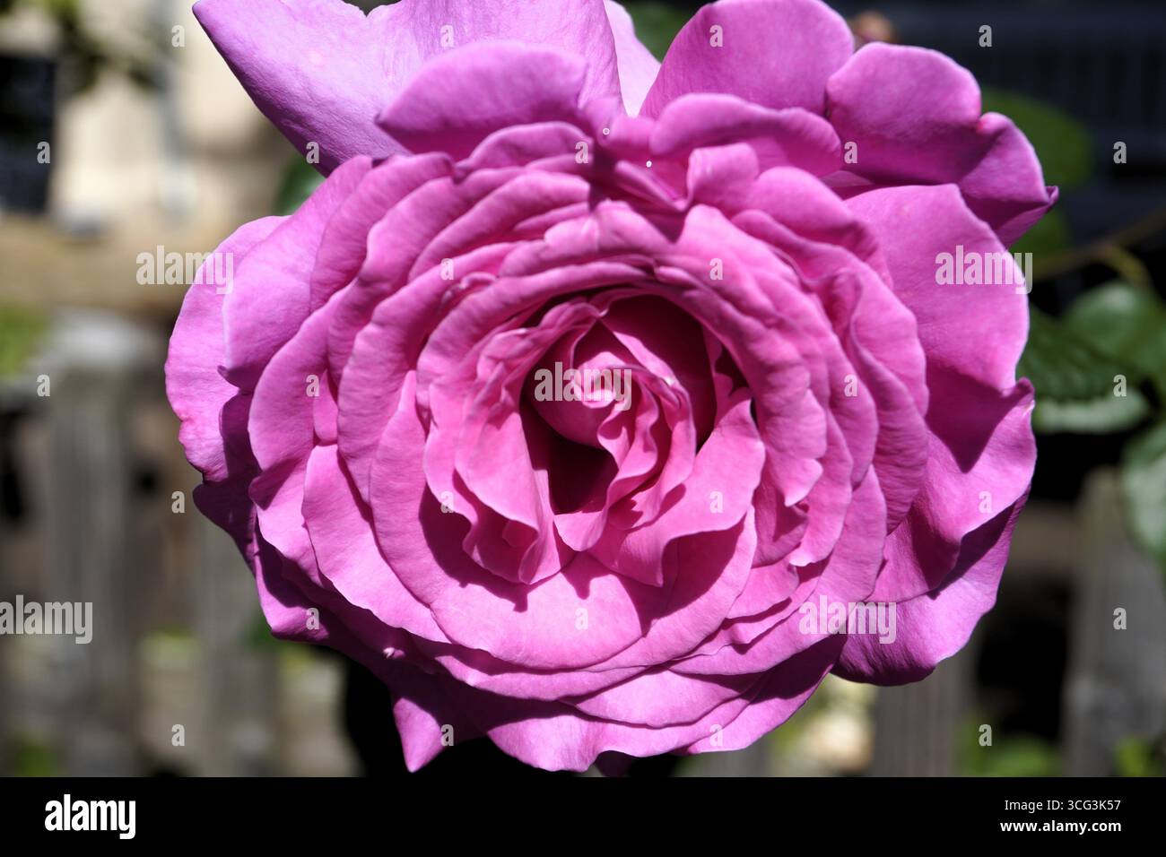 Wunderschöne Makrofotografie aus nächster Nähe der magentafarbenen, rosafarbenen Blütenblätter auf der Blüte einer Madame Isaac Pereire Rose oder Bourbon Rose Stockfoto